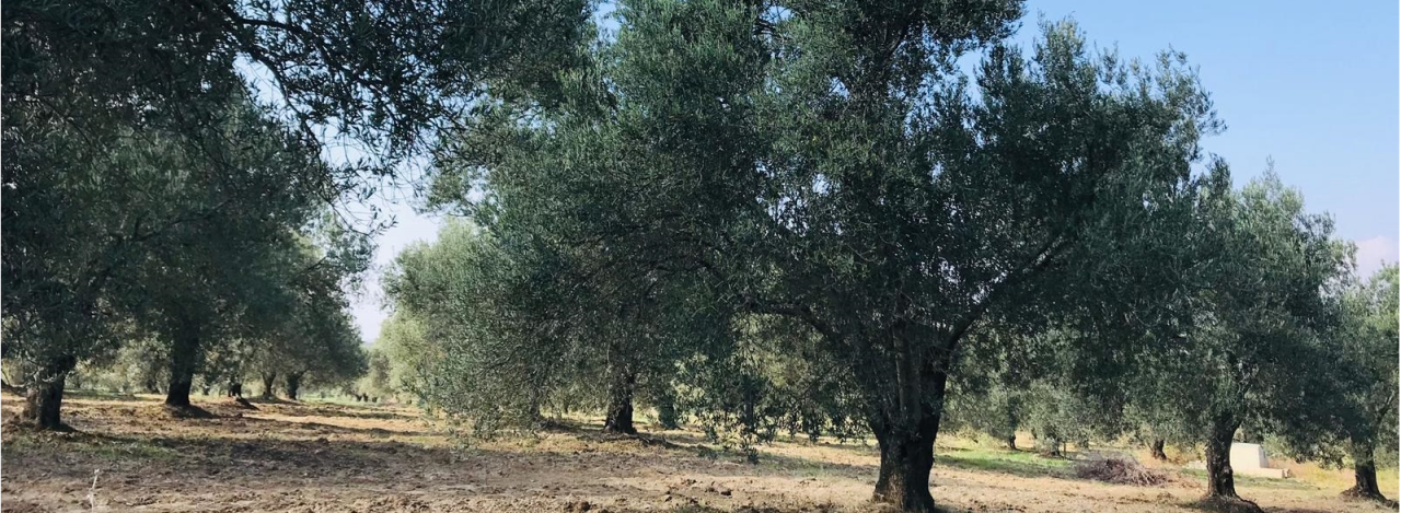 Misya Zeytinyağları